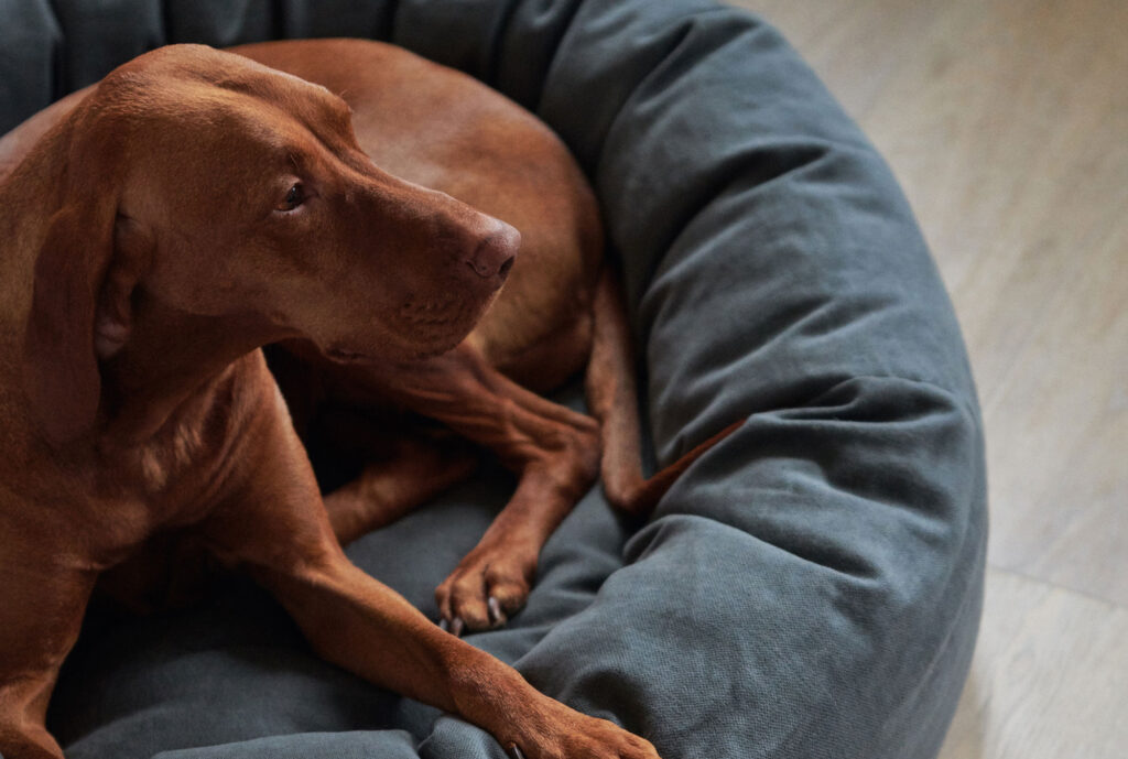 Matri Hundebetten